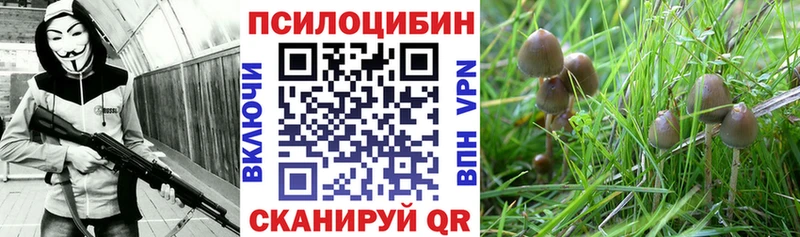 купить наркотики сайты  Зеленокумск  hydra ТОР  Псилоцибиновые грибы Cubensis 